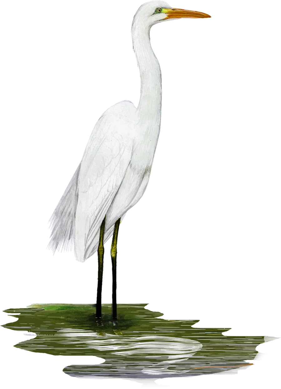 Garza Blanca