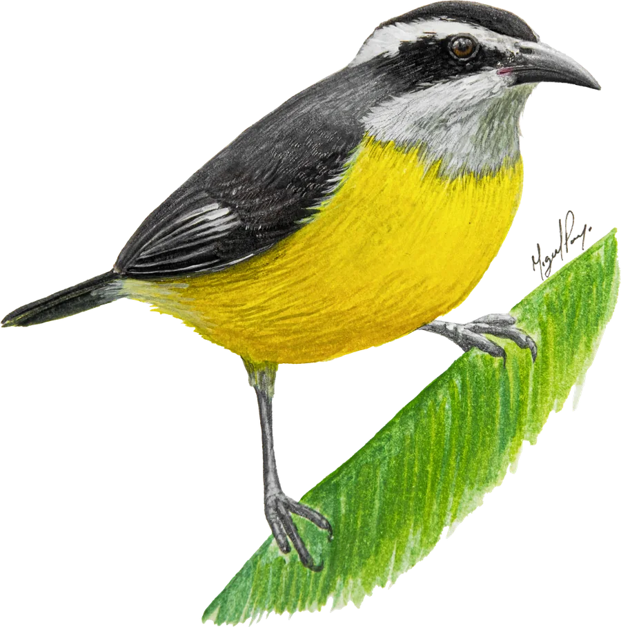 Mielero