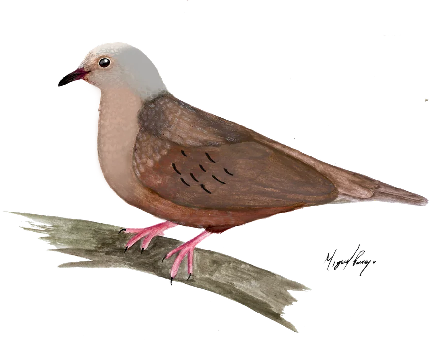 Tortolita