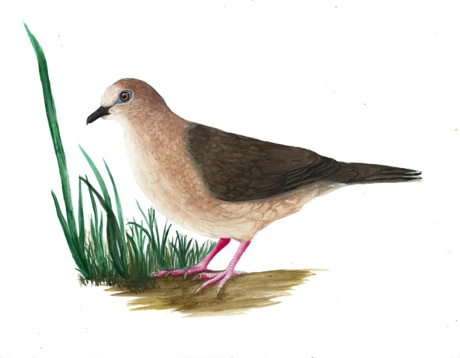 Torcaza