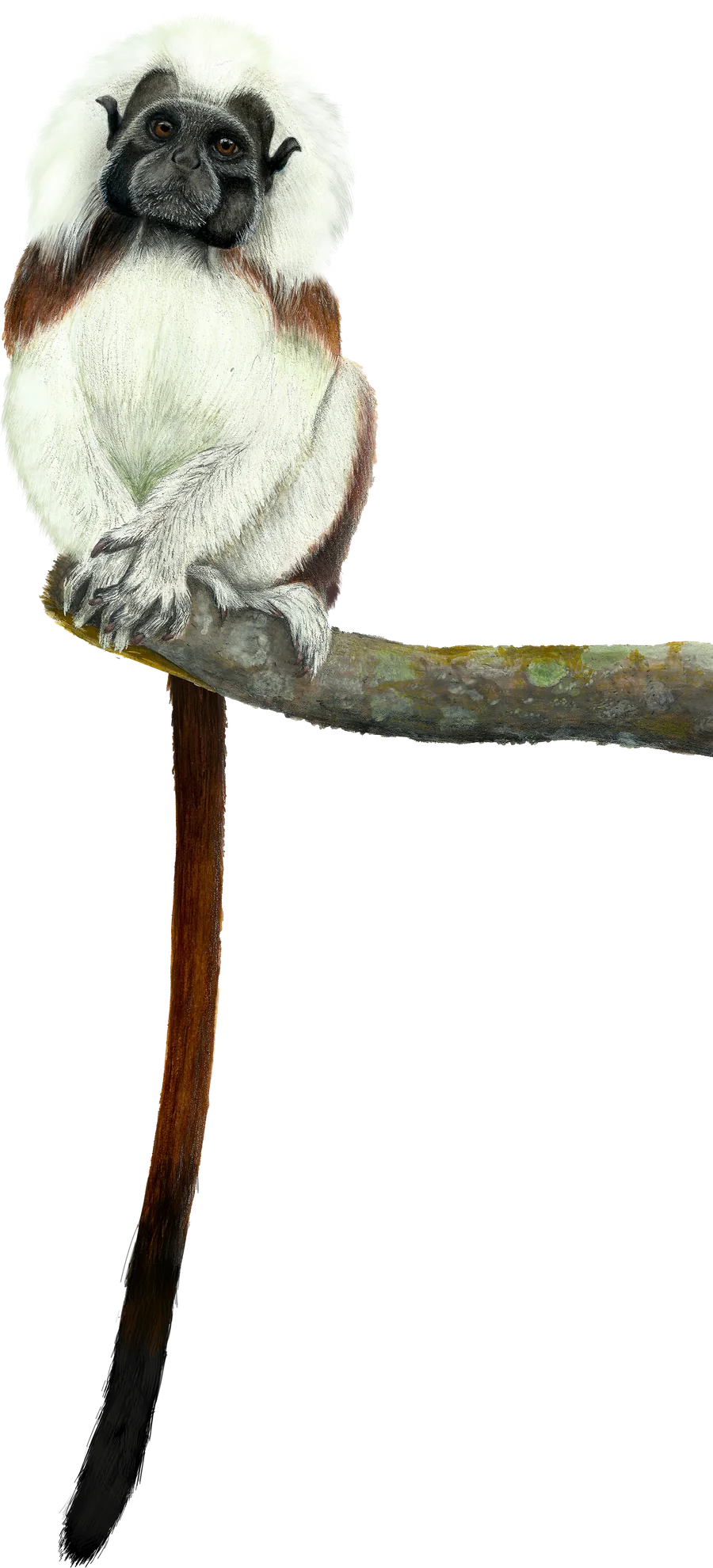 Tití