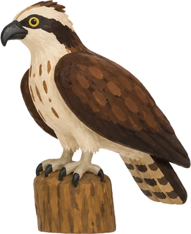 Águila pescadora