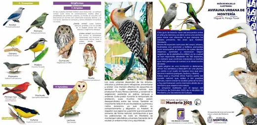 Portada de la guía de bolsillo de avifauna urbana de Montería